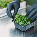 Microgreen corundum coriander sprouts in male hands. Raw sprouts, microgreens, healthy eating concept. Man packs in boxes.